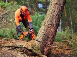 Best Tree Disease Treatment  in Austintown, OH